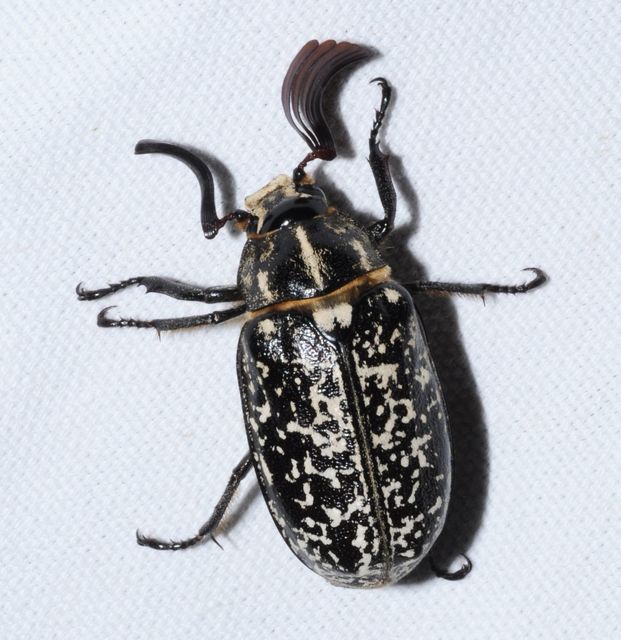 Polyphylla fullo - csapó cserebogár