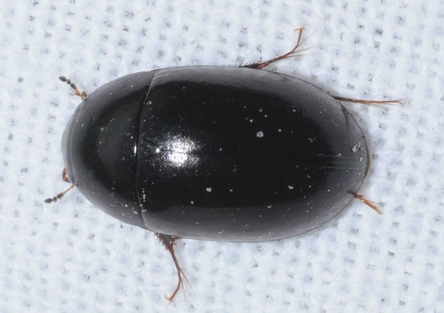 Limnoxenus niger - fekete csibor