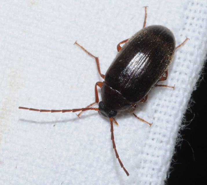 Hymenalia rufipes - rőtlábú alkonybogár