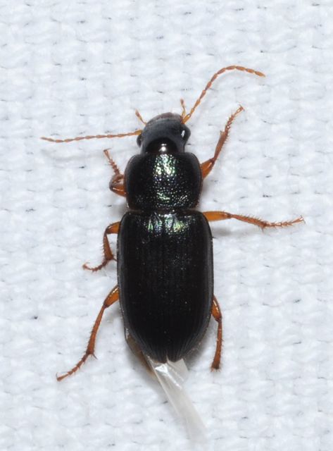 Ophonus azureus - azúrkék bársonyfutó