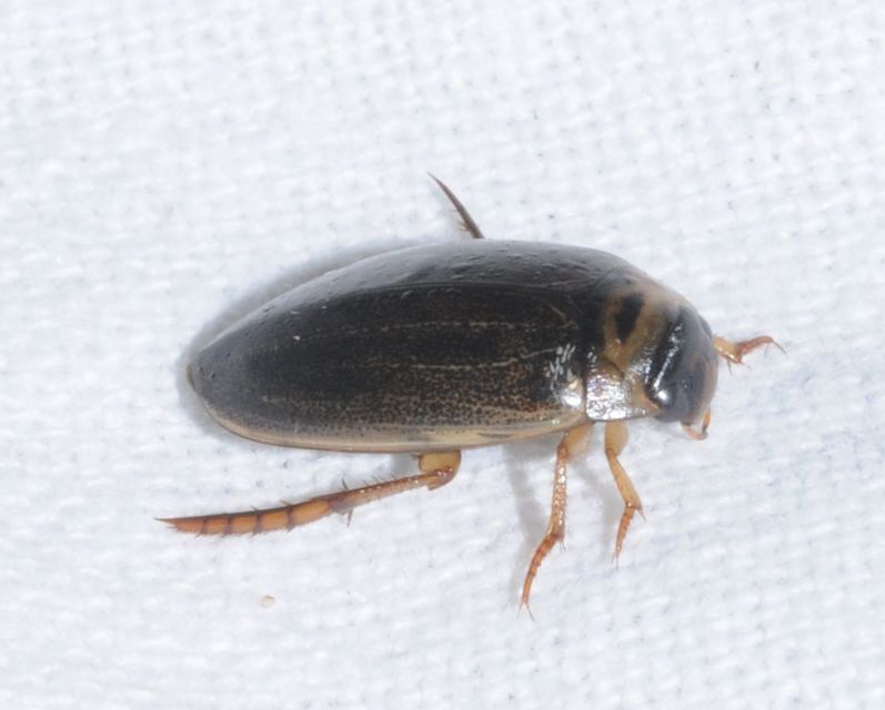 Rhantus