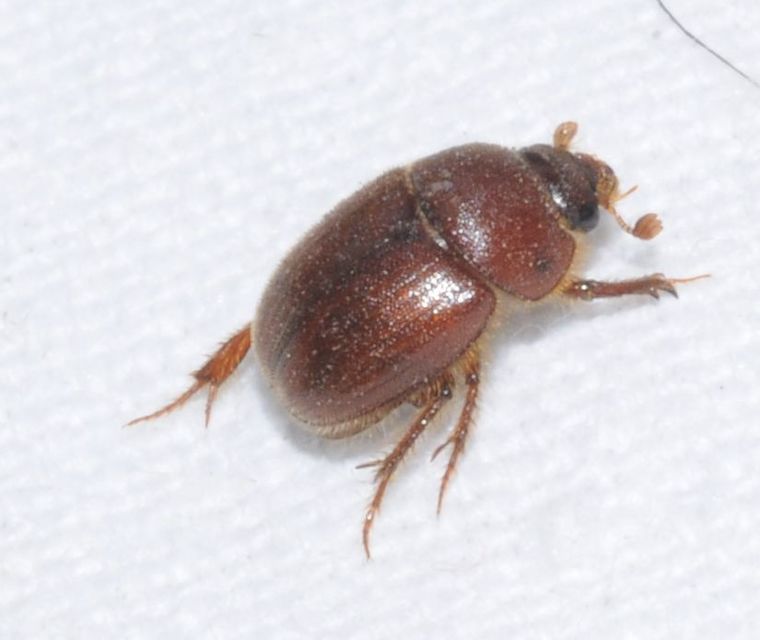Ochodaeus chrysomeloides - alkonyati homoktúróbogár Ochodaeus chrysomeloides - alkonyati homoktúróbogár