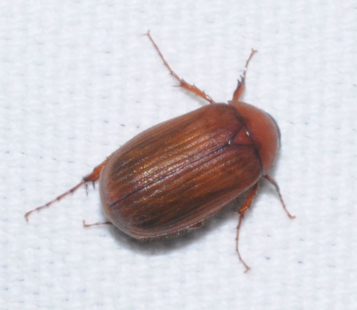 Serica brunnea - homoki kiscserebogár