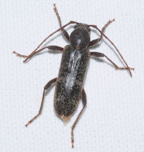 Trichoferus campestris - szállóvendég éjicincér