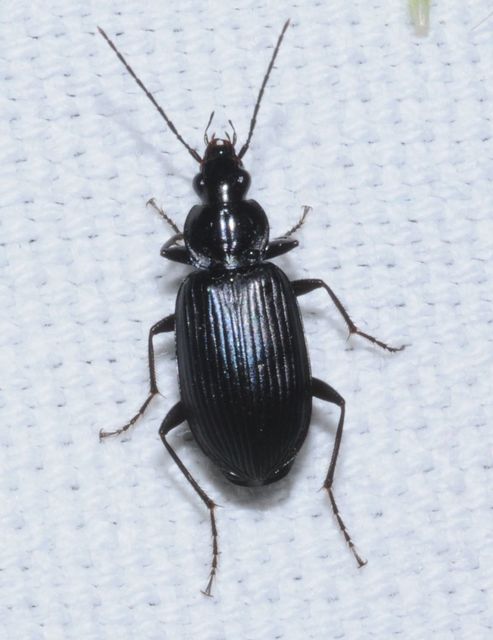 Agonum lugens - mocsári kisfutó Agonum lugens - mocsári kisfutó
