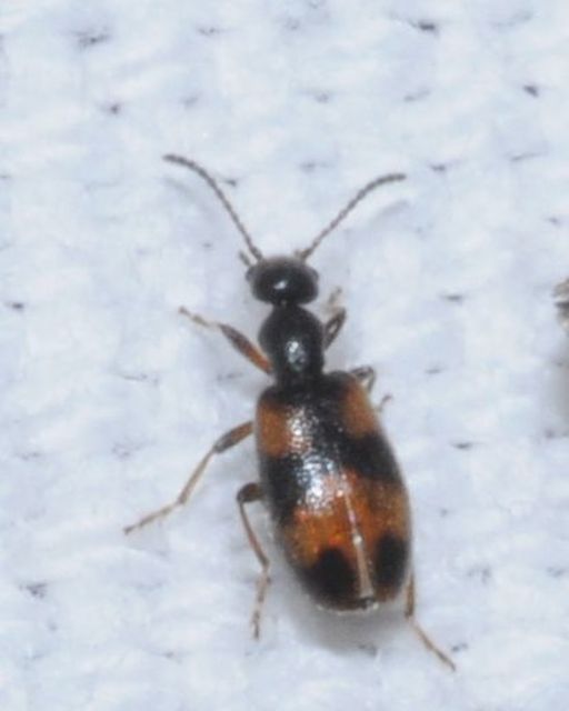 Anthicus antherinus - közönséges fürgebogár