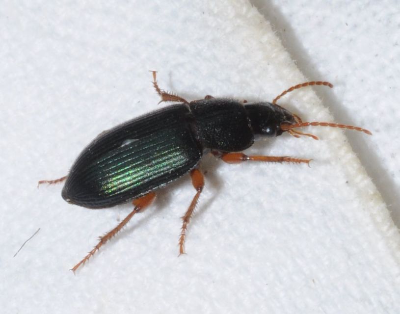 Ophonus azureus - azúrkék bársonyfutó