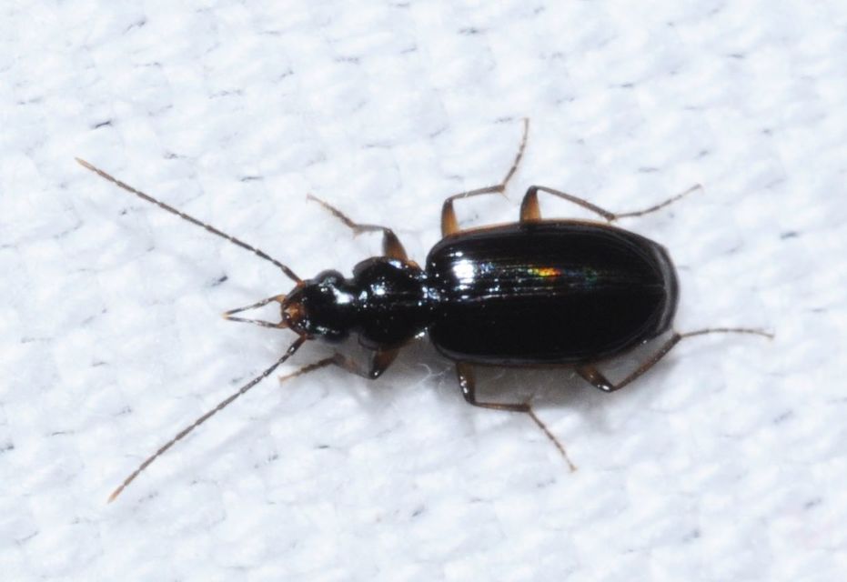Badister dilatatus - fekete posványfutonc