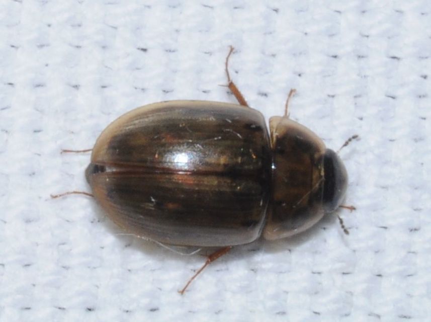 Enochrus Enochrus