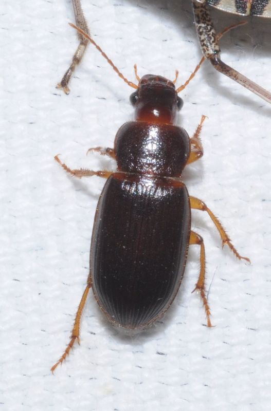Ophonus rufibarbis - közönséges bársonyfutó