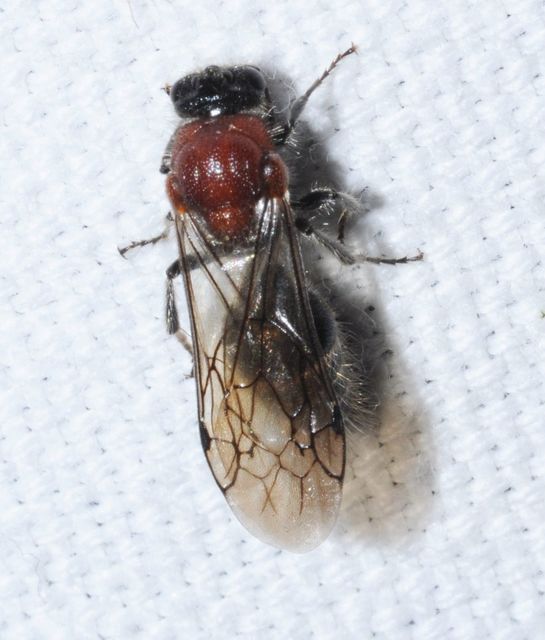 Mutillidae - hangyadarazsak
