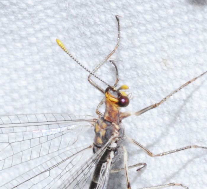 Megistopus flavicornis - kétfoltos hangyaleső