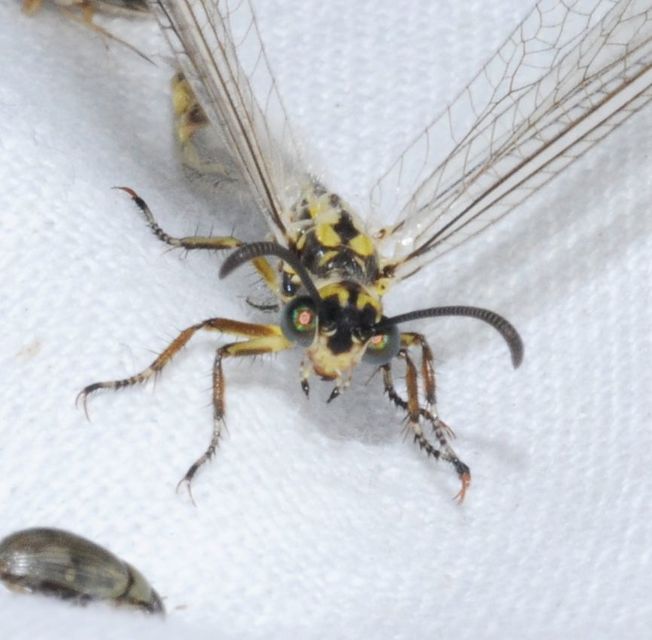 Myrmecaelurus trigrammus - hangyafarkas