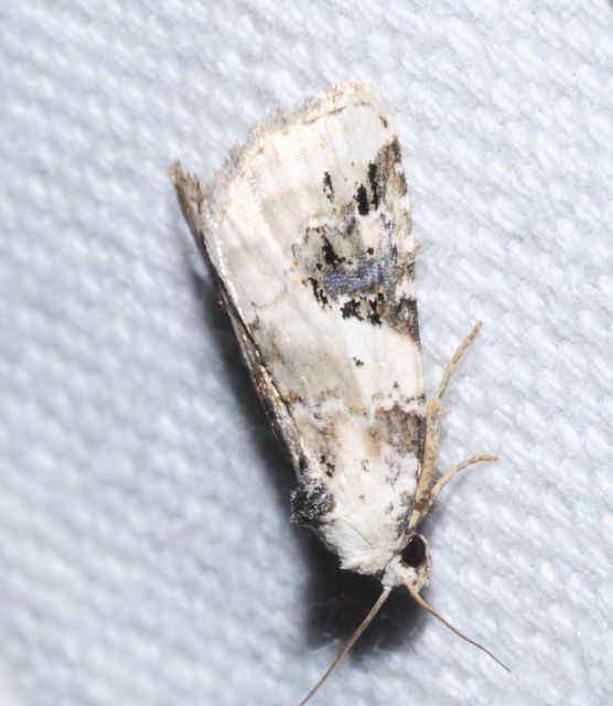 Pseudeustrotia candidula - fehéres apróbagoly