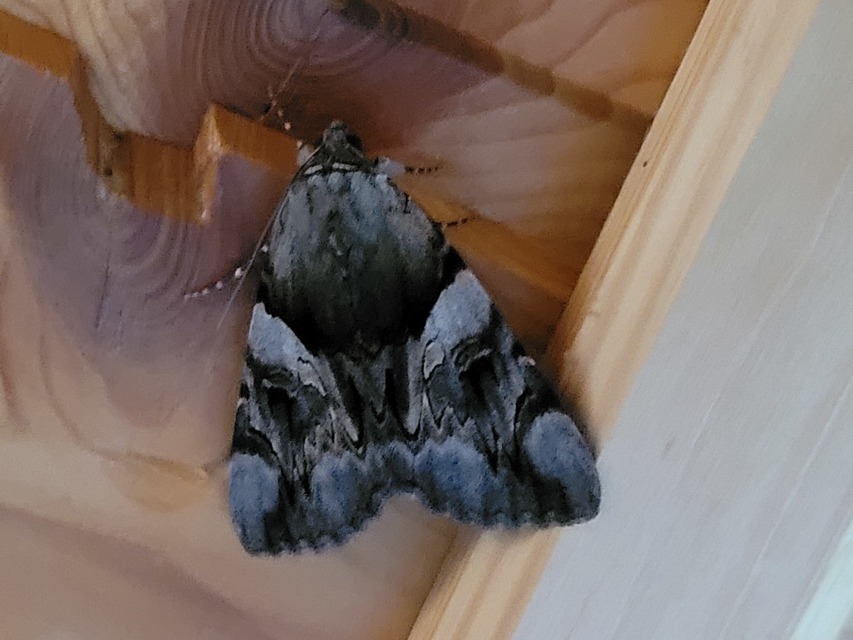 Catocala fulminea - galagonya-övesbagoly