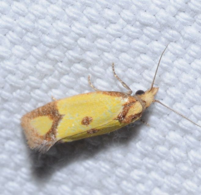 Agapeta zoegana - barnacsíkos sárgamoly