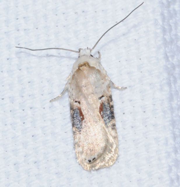 Agonopterix alstromeriana - bürök-laposmoly