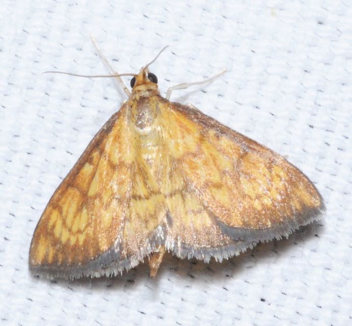 Ecpyrrhorrhoe rubiginalis - rozsdavörös tűzmoly