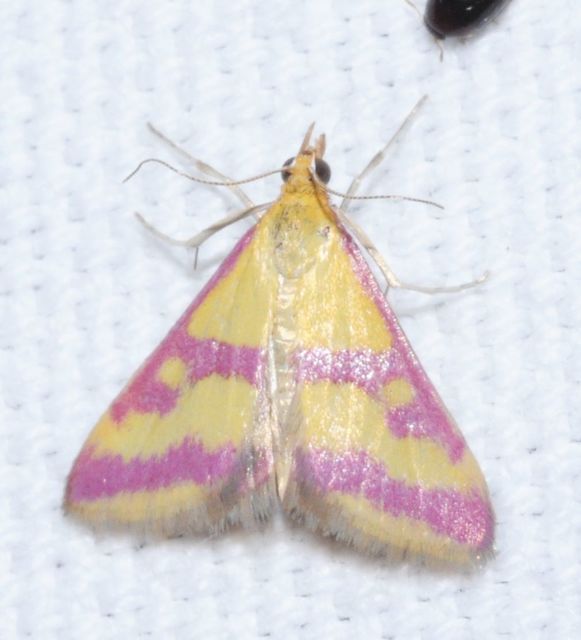 Pyrausta sanguinalis/virginalis