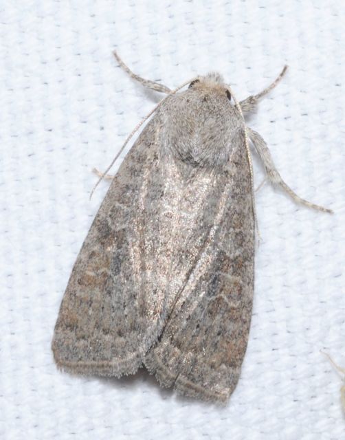 Parastichtis suspecta - sötét erdeibagoly