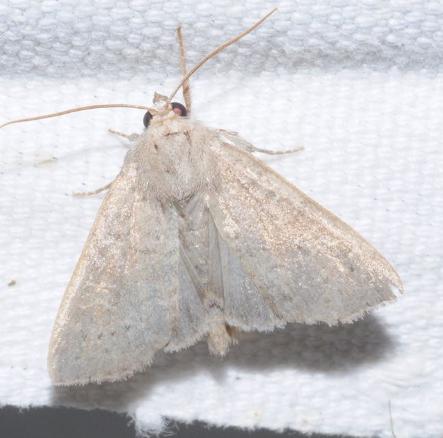 Parastichtis suspecta - sötét erdeibagoly