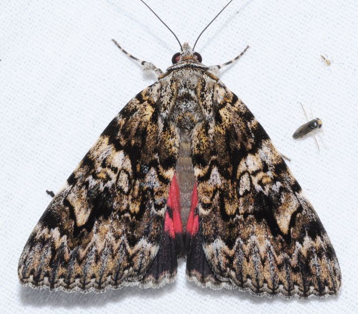 Catocala promissa - kis tölgyfa-övesbagoly