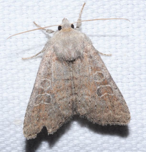 Parastichtis suspecta - sötét erdeibagoly