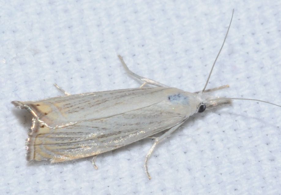 Chrysoteuchia culmella - kerti fűgyökérmoly