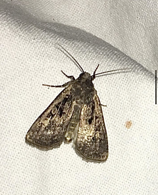 Euxoa tritici/nigrofusca/eruta