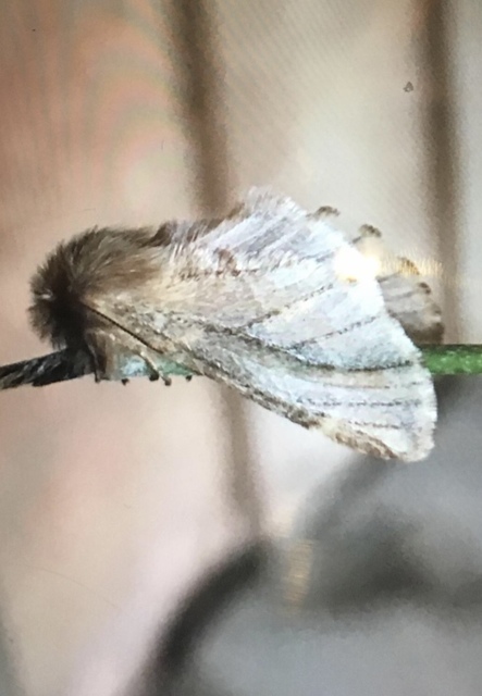 Ptilophora plumigera - tollas púposszövő