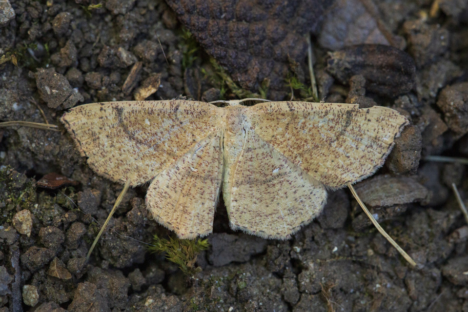 Cyclophora ruficiliaria - vörösrojtú pettyesaraszoló