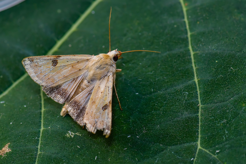 Heliothis peltigera - nagy veteménybagoly