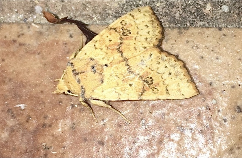 Tiliacea sulphurago - kénes sárgabagoly