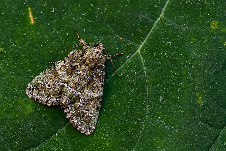 Polyphaenis sericata - selyemfényű erdeibagoly