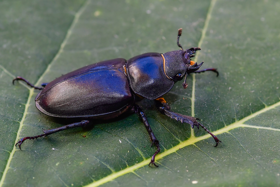 Lucanus cervus - nagy szarvasbogár