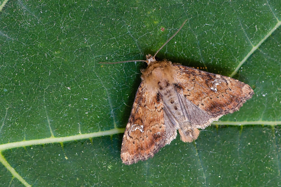 Loscopia scolopacina - csinos dudvabagoly
