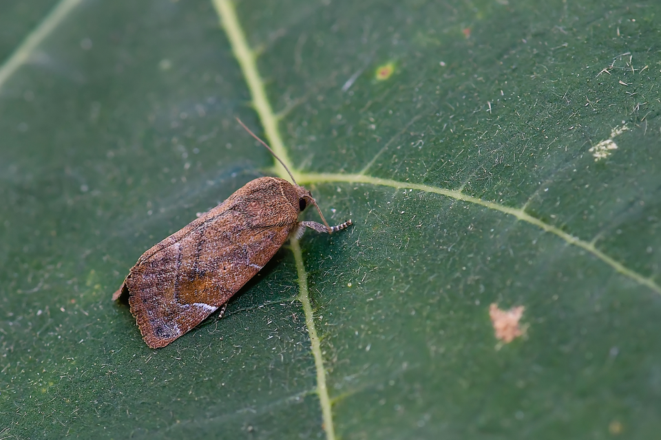 Cosmia affinis - barna lombbagoly