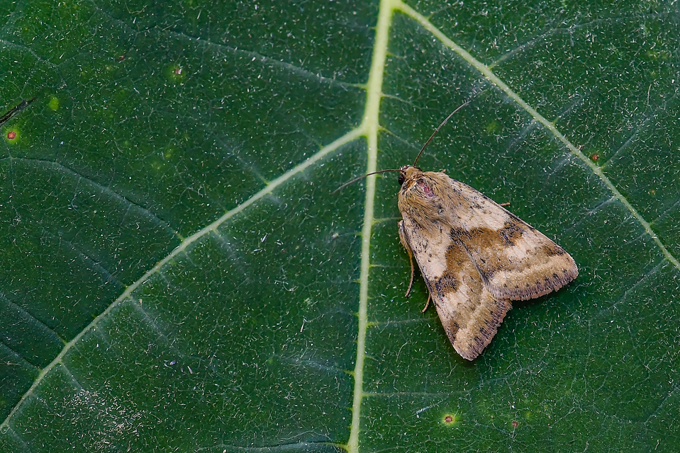 Heliothis adaucta - somkóróbagoly
