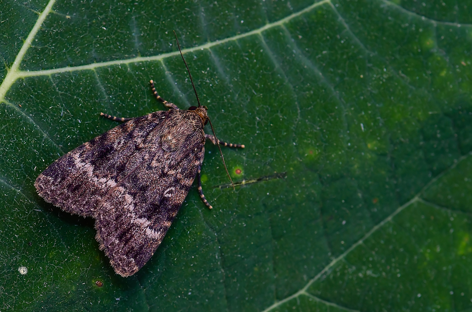 Amphipyra berbera/pyramidea