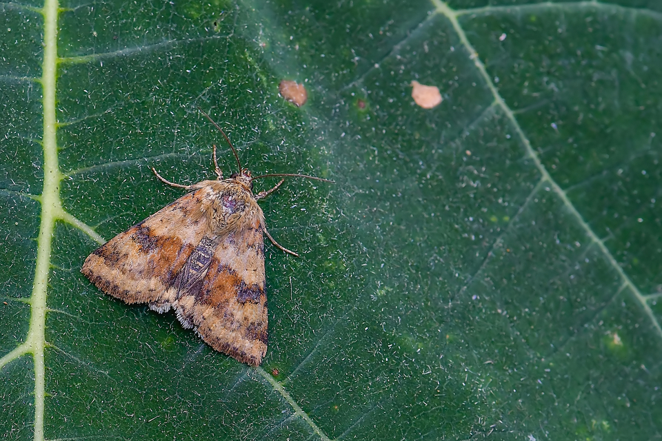 Heliothis viriplaca - mácsonyabagoly