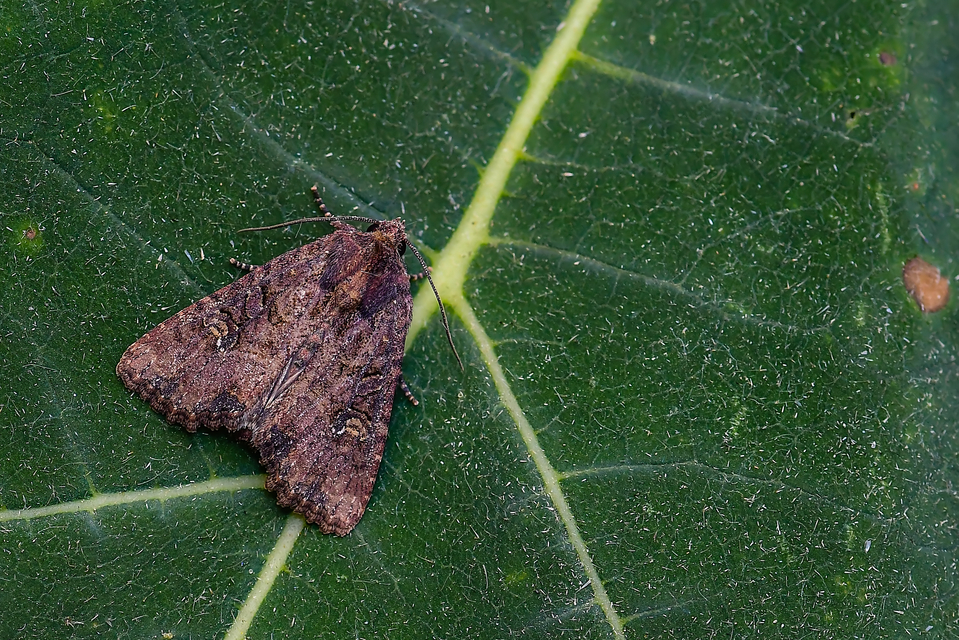 Mesapamea secalella/secalis