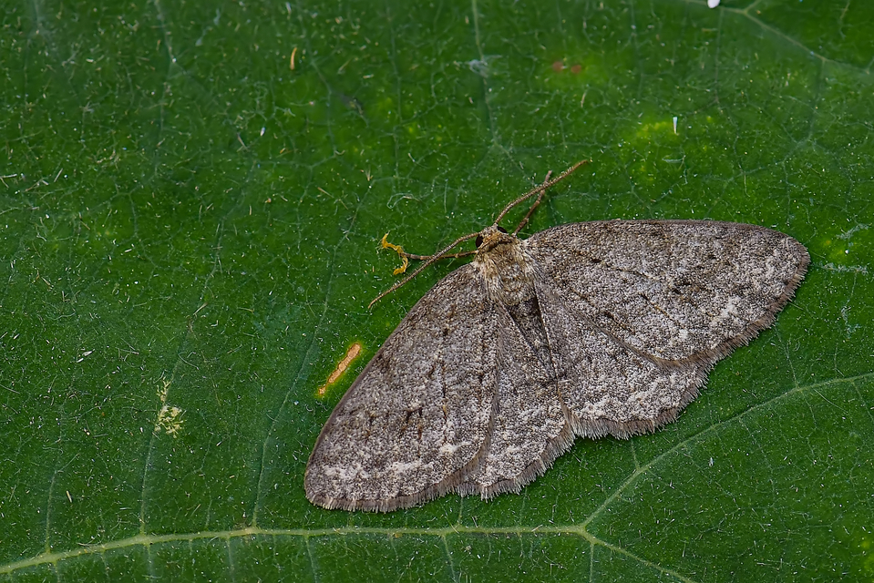 Ectropis crepuscularia - avararaszoló