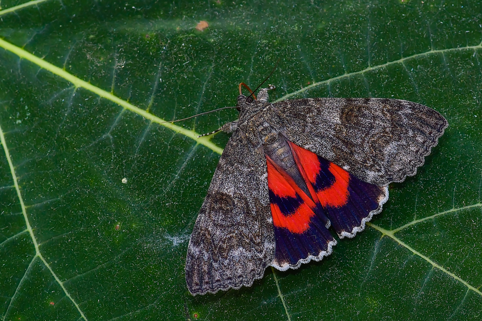 Catocala nupta - piros övesbagoly