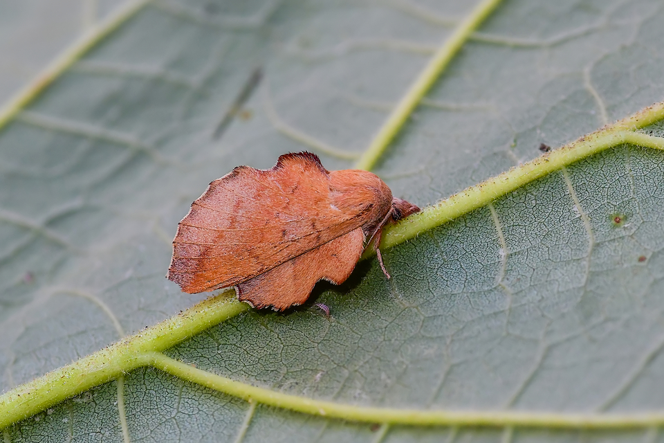 Phyllodesma tremulifolia - nyárlevélpohók