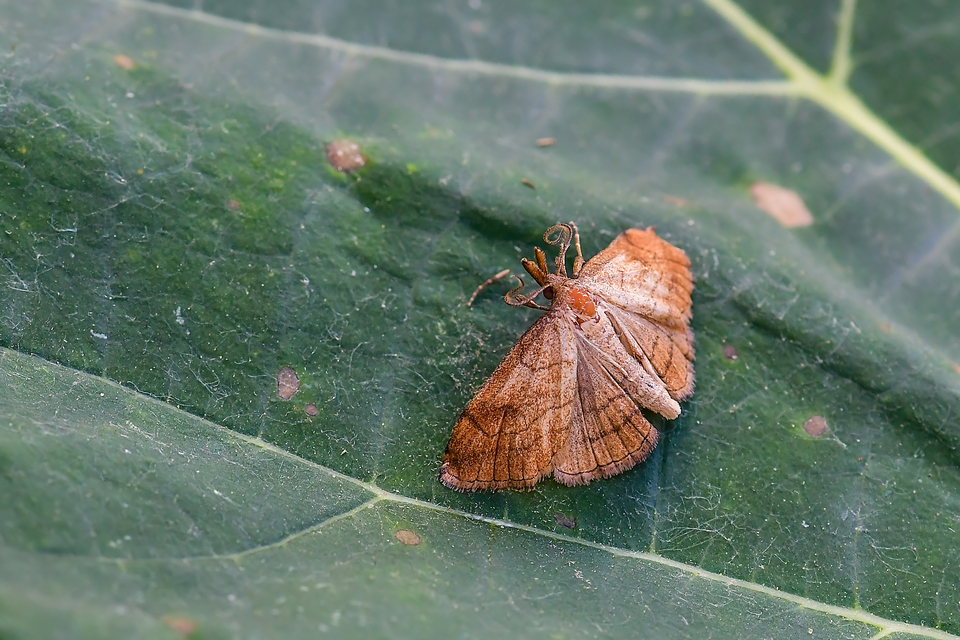 Polypogon gryphalis - láperdei karcsúbagoly
