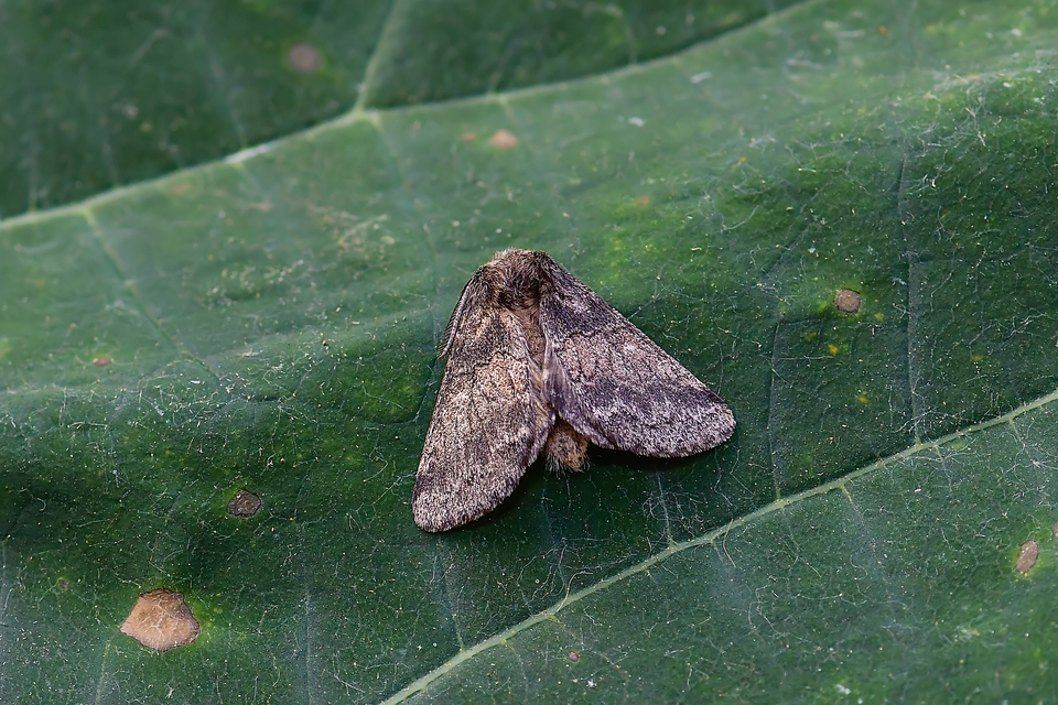 Gluphisia crenata - kormos púposszövő