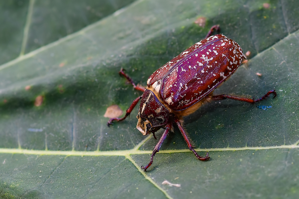 Polyphylla fullo - csapó cserebogár