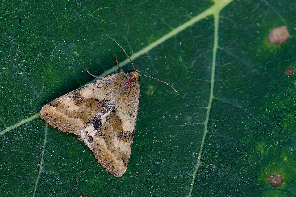 Heliothis adaucta - somkóróbagoly