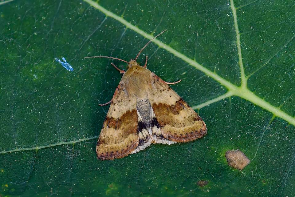 Heliothis viriplaca - mácsonyabagoly