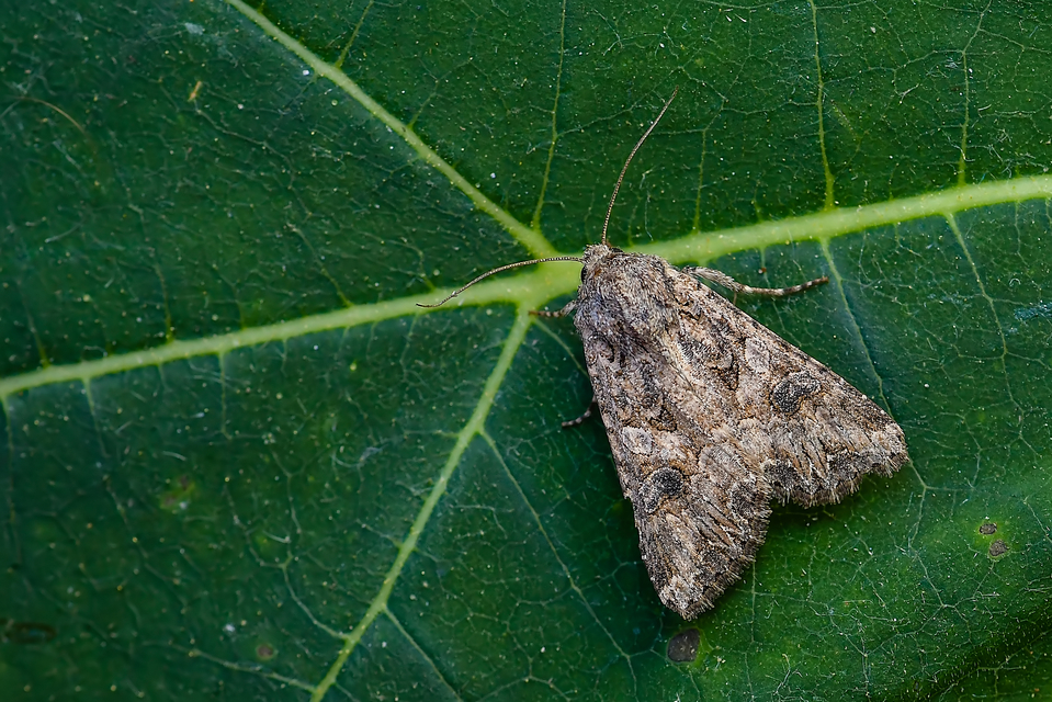 Hadula trifolii - lóherebagoly Hadula trifolii - lóherebagoly